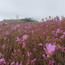 황금나무숯불갈비 이미지