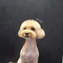 루이스독 이미지