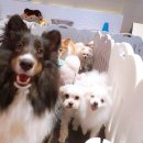 고마워, 강아지 이미지