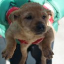 웅상대로 이미지