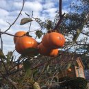 금오도 초원의 집 이미지