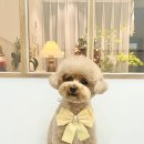 푸드르르 이미지