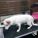 엘제이펫 이미지