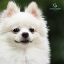 24시고덕동물의료센터