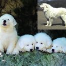 산곡 애견사랑 이미지