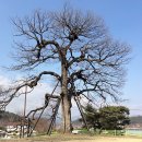 영풍 병산리 갈참나무 티스토리