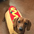Hot Dog 네이버블로그