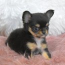 서산벤지 이미지