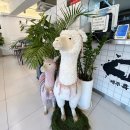 충현공영주차장 | 부산 돈까스 맛집 제주흑돈까스 장림점, 주차장