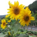 버들치민박 이미지