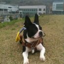 똑똑하개 이미지