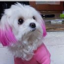 핑크강아지 이미지