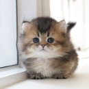 인천 강아지분양 고양이분양 미유펫 이미지