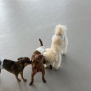 퍼피트리 이미지