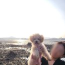 (태안여행) 넓은 잔디와 바다가 보이는 애견 동반 펜션 -바다가쓴시-