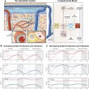 Glymphatic system 뇌 림프계, 뇌 노폐물 청소 시스템, 최초의 인간연구 2026 네이처!! 이미지