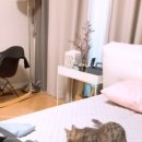 고양이 후추