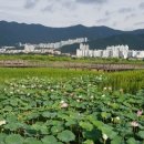 낙동강관리본부 대저생태공원 4 이미지