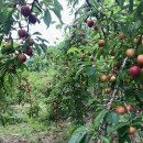 능금농장 이미지