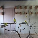 행운목장 이미지