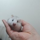 허니쥬 이미지