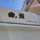 솜사랑 | 가야꽃집 솜,꽃 내돈내산 구매후기