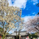 웅곡 | 260404 실시간 거창 덕천서원 벚꽃과 절정인 목련 풍경