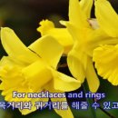 Seven Daffodils의 Brothers Four 이미지