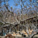 교동향교 이미지