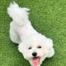 몽실펫 이미지