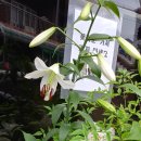 햇님미용실 - 북구 만덕대로65번길 102 | 햇님미용실