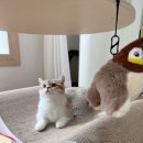 고양이집사 | 고로고로 빅사이즈 소파 스크래쳐 🛋️ 고양이 사용 후기 &amp; 집사 추천 리뷰