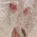 녹십자동물병원 이미지