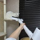 서주빌딩 | 반려동물 가정에 편한 다룸 제로컬렉션 타워형 무선 청소기 솔직후기 | UV 살균 청소기 사용후기