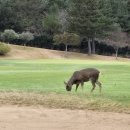 골프존카운티 오라 (회원제) 이미지