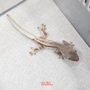 맑은샘음악교습소 | 2026년 1월 6일 지난 일상-먹부림 제외