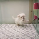 스누피 펫 유성점 | 세종청주강아지분양 너무 만족한 후기!