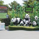 판다 이미지