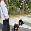 탑 애견 이미지