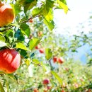 봉화농장 이미지