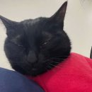 기장동물병원 이미지