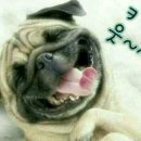 경상도 할머니집 Daum카페