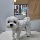 멍빨털빨 이미지