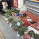 노점(농산물)