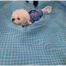 애견멀티샵 이미지