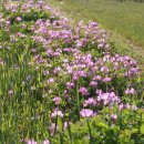 자운영(홍화채:紅花菜, 자운영자:紫雲英子)［폄］ 이미지