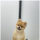 오쿠숑 이미지