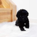 대구펫 강아지분양 고양이분양 이미지