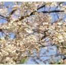 왕벚꽃식당 이미지