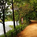 우포의 숲속 이미지